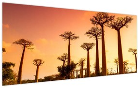 Kép - Naplemente a Baobab Alley-ben (120x50 cm)