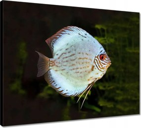 Vászonkép 50x40 Víz alatti élet Halak