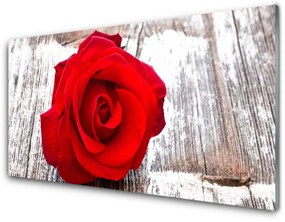 Akrilkép Rózsa Virág növény természet 100x50 cm