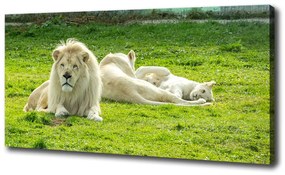 Vászonkép Bézs oroszlánok oc-93716692