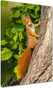 Vászonkép 70x100 Állatok