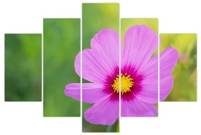 Kép - réti virág (150x105 cm)