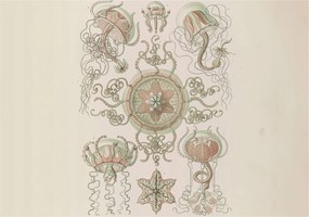 Fotótapéta Flizelin Tapéta Hálószoba és Nappali Víz alatti világ 208x146