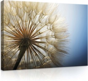 Vászonkép 70x50 Pitypang magok finomság természet nyár levegő