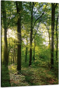 VĂĄszonkĂ©p Nap ErdĆ FĂĄk FĂ©nysugarak 60x90 cm