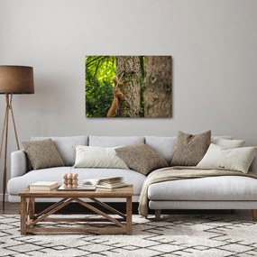 Kép - Mókus (70x50 cm)