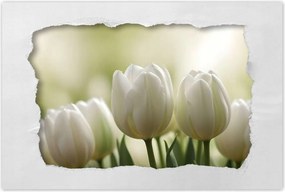 Poszterek 90x60 Fehér tulipánok