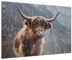 Kép - Highlander tehén (90x60 cm)