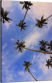 Vászonkép Természet Kókuszpálmák 50x80 cm