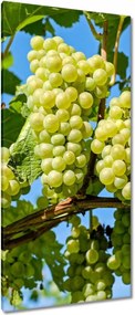 Vászonkép 55x115 Zöld szőlő