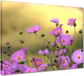 Vászonkép 50x40 Finom virágok a réten