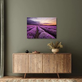 Üveg kép - Levendulamező naplementében (70x50 cm)