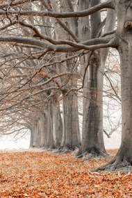 Poszter 20x30cm Fák egy sorban narancssárga levelek, Assaf Frank