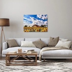 Napraforgó mező képe (üvegen) (70x50 cm)
