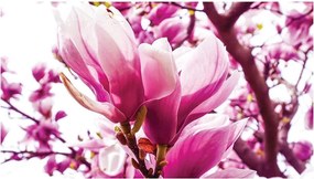 Fotótapéta virág magnólia fotótapéta 208 x 146