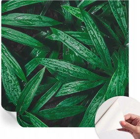 Matt öntapadós fotótapéta falra Természetes zöld 250x250 cm