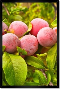 Poszterek keretben 40x60 Finom szilva