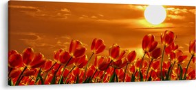 Kép egy virágzó mező tulipánokkal (120x50 cm)