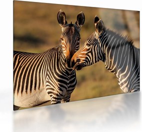 Üveg kép - Két zebra (70x50 cm)