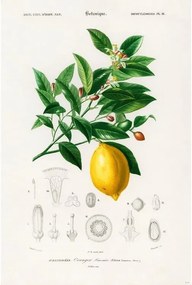 Plakát Charles Dessalines d’Orbigny - Citrus Limonium, (61 x 91.5 cm)