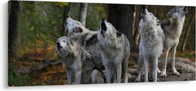 Kép - Farkasok a sziklán (120x50 cm)