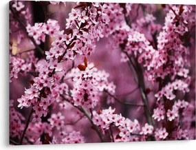 Kép - Rózsaszín sakura (70x50 cm)