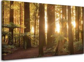 Vászonkép Nap sugarai Erdő Fák 100x60 cm Ideális ajándék