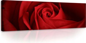 Vászonkép 145x45 Bíbor rózsa csók Elegancia és szenvedély a tiédben