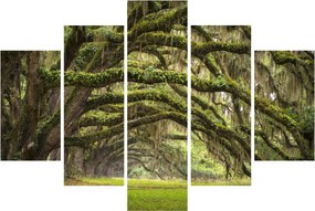 Kép - Oaks Avenue, Charleston, Dél-Karolina, Egyesült Államok (150x105 cm)
