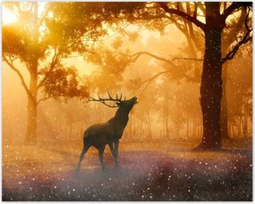 Poszterek 50x40 Szarvas az erdőben