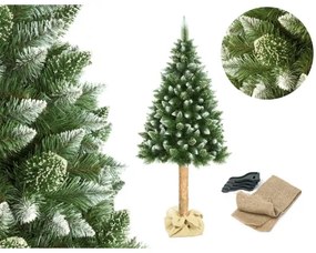 Karácsonyfa törzzsel, 180 cm magas fenyő