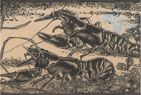 Flizelin tapéta falra Prémium vízrákok 152x104 ragasztó