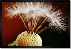 Poszterek keretben 60x40 Pitypang Virág Virágok