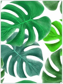 Poszterek 100x135 Levelek Monstery Trópusok