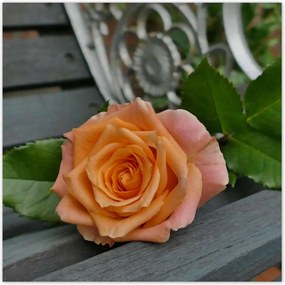 Poszterek 70x70 Rózsa Virág Virágok Rózsa