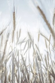 Poszter 40x60cm Napsugarak az árpán keresztül, Assaf Frank