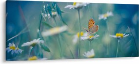 Kép - pillangó a százszorszépen (120x50 cm)