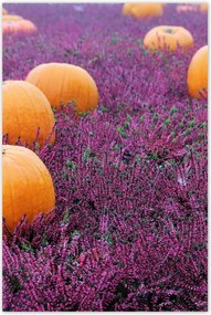 Poszterek 60x90 Lápvidék tökökkel