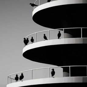 Poszter 40x40cm Holló árnyalatok