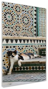 Akrilkép Cat marokkóban oav-56384997