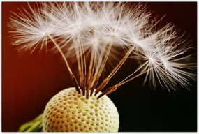 Poszterek 120x80 Pitypang Virág Virágok