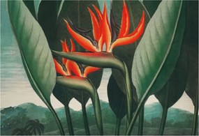 Flizelin tapéta fali flizelin prémium Egzotikus virágok 152x104