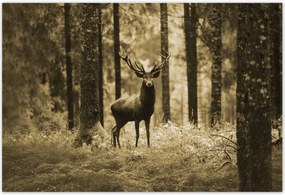 Poszterek 200x135 Szarvas a szépia erdőben