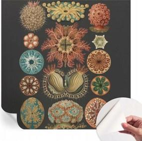 Dekoratív Öntapadós Tapéta Divatos Tengeri Minták Inspirációk 250x250 cm