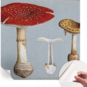 Modern öntapadós fali fotótapéta Gomba metszetek 250x250 cm