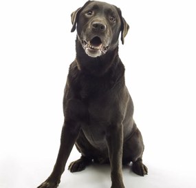 Poszter 70x70cm Barna labrador, fehér alapon, Assaf Frank