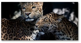 Akrilkép Két leopárd oah-109930645
