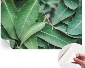 Design fali fotótapéta öntapadós zöld levelek 416x254 cm