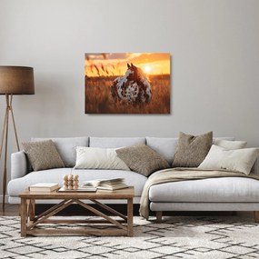 Üveg kép - Ló naplementében (70x50 cm)