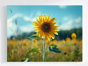 Vászonkép Canvas Napraforgó Virág Mező Rét Természet 80x60